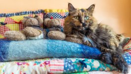 Desktop wallpaper. Cats. ID:122298