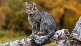 Desktop wallpaper. Cats. ID:122366