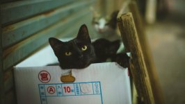 Desktop wallpaper. Cats. ID:122418