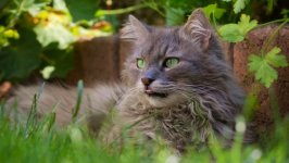 Desktop wallpaper. Cats. ID:122467
