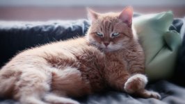 Desktop wallpaper. Cats. ID:122489
