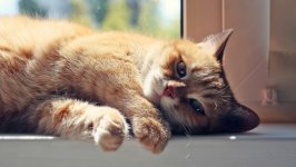 Desktop wallpaper. Cats. ID:122522
