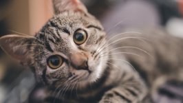 Desktop wallpaper. Cats. ID:122597