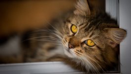Desktop wallpaper. Cats. ID:122631