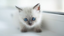 Desktop wallpaper. Cats. ID:122637