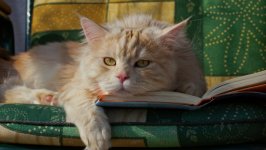 Desktop wallpaper. Cats. ID:122894