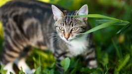 Desktop image. Cats. ID:122910