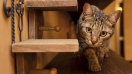 Desktop image. Cats. ID:122944