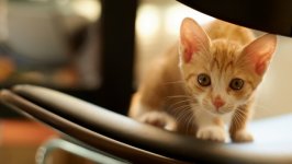 Desktop wallpaper. Cats. ID:123539