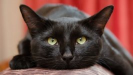 Desktop wallpaper. Cats. ID:132718