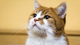 Desktop wallpaper. Cats. ID:123646