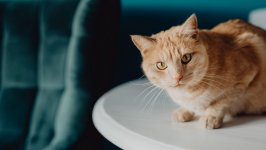 Desktop wallpaper. Cats. ID:123730