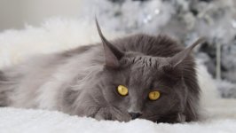 Desktop wallpaper. Cats. ID:123753