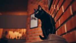 Desktop wallpaper. Cats. ID:123761