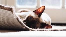 Desktop wallpaper. Cats. ID:123815