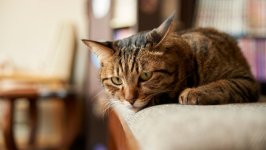 Desktop wallpaper. Cats. ID:123822