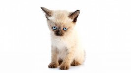 Desktop wallpaper. Cats. ID:123852
