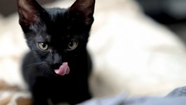 Desktop wallpaper. Cats. ID:123853