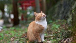 Desktop wallpaper. Cats. ID:123883