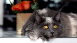 Desktop wallpaper. Cats. ID:123886