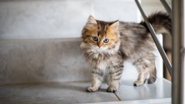 Desktop wallpaper. Cats. ID:124439