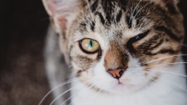 Desktop wallpaper. Cats. ID:124464