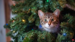 Desktop wallpaper. Cats. ID:124465