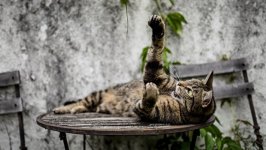 Desktop wallpaper. Cats. ID:124469