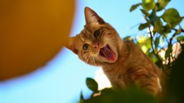 Desktop wallpaper. Cats. ID:124549