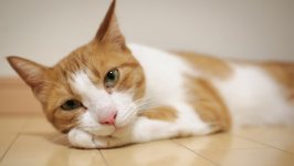 Desktop wallpaper. Cats. ID:124552