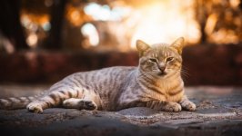 Desktop wallpaper. Cats. ID:133004