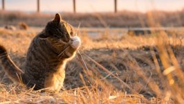 Desktop wallpaper. Cats. ID:124720