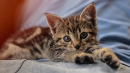 Desktop wallpaper. Cats. ID:124724