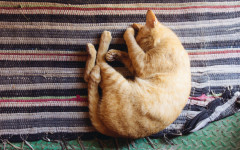 Desktop wallpaper. Cats. ID:124818