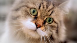 Desktop wallpaper. Cats. ID:125010