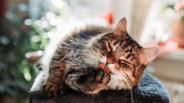 Desktop wallpaper. Cats. ID:125045