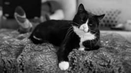 Desktop wallpaper. Cats. ID:133205