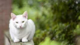 Desktop wallpaper. Cats. ID:132365