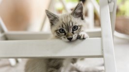 Desktop wallpaper. Cats. ID:132359