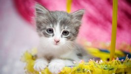 Desktop wallpaper. Cats. ID:125379