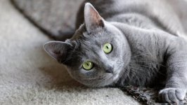 Desktop wallpaper. Cats. ID:125383