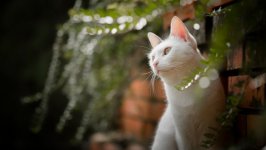 Desktop wallpaper. Cats. ID:125424