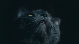 Desktop wallpaper. Cats. ID:125426
