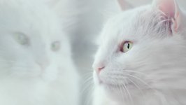 Desktop wallpaper. Cats. ID:125467