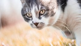 Desktop wallpaper. Cats. ID:125591