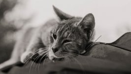 Desktop wallpaper. Cats. ID:125644