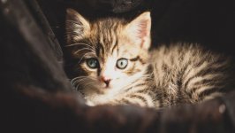 Desktop wallpaper. Cats. ID:125747