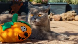 Desktop wallpaper. Cats. ID:125749