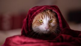 Desktop wallpaper. Cats. ID:125767