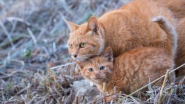 Desktop wallpaper. Cats. ID:126518